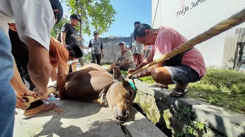 Maknai Hari Raya Idul Adha, PJPT Salurkan Daging Kurban Kepada Masyarakat