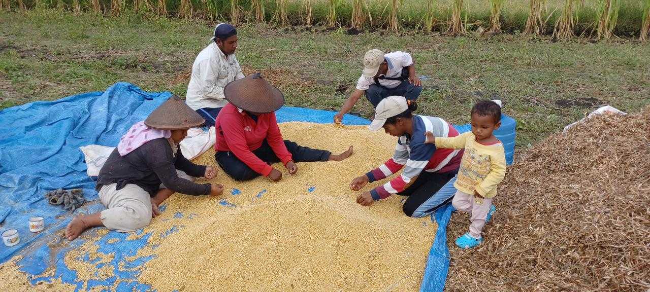 Ayep Zaki Tampung Hasil Panen Kedelai Petani Manggarai Barat NTT