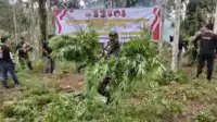 Polda Banten Hancurkan Ladang Ganja Rp 45 Miliar di Aceh I Teras Media