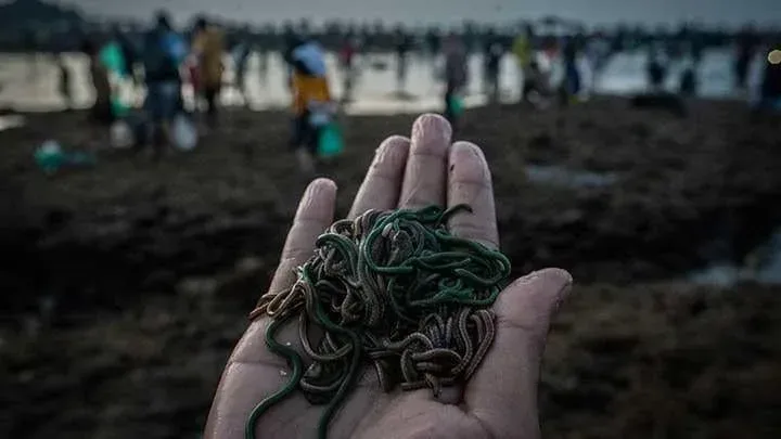 Puncak Gelaran Tradisi Bau Nyale Februari Mendatang I Teras Media