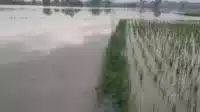 Akibat Luapan Sungai Cidurian, 24 Ha Area Pesawahan di Kresek dan Jayanti Terendam Banjir I Teras Media