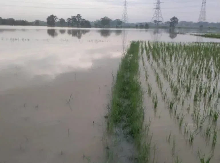 Akibat Luapan Sungai Cidurian, 24 Ha Area Pesawahan di Kresek dan Jayanti Terendam Banjir I Teras Media