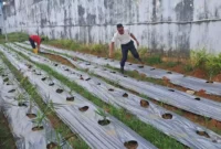 Keterangan foto : Warba Binaan Permasyarakatan Rutan Kelas I Palembang saat panen hidroponik, Kamis (4/5/2023)