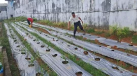 Keterangan foto : Warba Binaan Permasyarakatan Rutan Kelas I Palembang saat panen hidroponik, Kamis (4/5/2023)