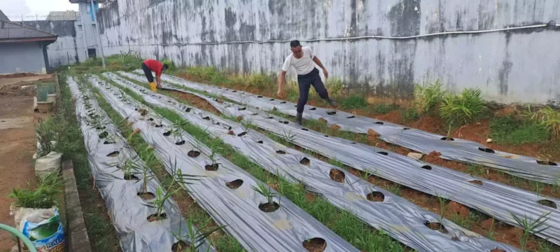 Keterangan foto : Warba Binaan Permasyarakatan Rutan Kelas I Palembang saat panen hidroponik, Kamis (4/5/2023)