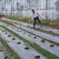 Keterangan foto : Warba Binaan Permasyarakatan Rutan Kelas I Palembang saat panen hidroponik, Kamis (4/5/2023)