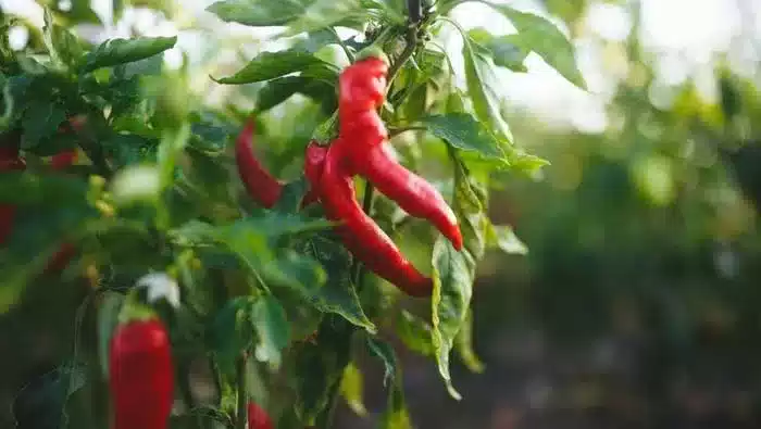 Mantap, PDM Lhokseumawe Panen Cabe 2 Ton Di Lahan Wakaf I Teras Media