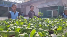 Keterangan foto : Lapas Indramayu Panen Pakcoy Hidroponik Hasil Penanaman Para Warga Binaan pemasyarakatan, (Senin, 19/6/2023) 