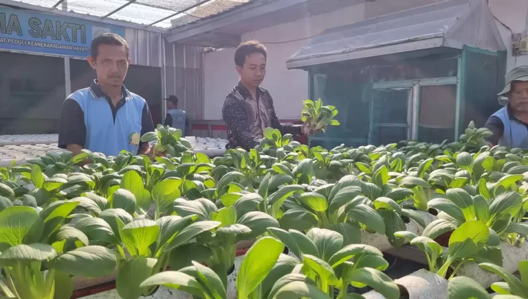 Panen Pakcoy Pembinaan Berhasil, Lapas Indramayu Panen Pakcoy Hidroponik I Teras Media