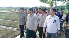 Foto: Wakil Menteri Pertanian Harvick Hasnul Qolbi Kunjungi Kawasan Agropolitan di Sepatan Tangerang. Kamis (8/6).