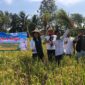 Keterangan foto : Camellia Panduwinata atau yang lebih dikenal dengan Teh Camel ikut serta dalam kegiatan Panen Raya bersama petani di Kampung Paseh Rt 02 RW 05 Desa Sukamaju Cianjur, Minggu (9/7) kemarin.