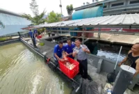 Keterangan foto : Lapas Kelas IIA Cikarang Panen Ikan Nila Hasil Budidaya Narapidana, (Selasa, 15/8/2023)