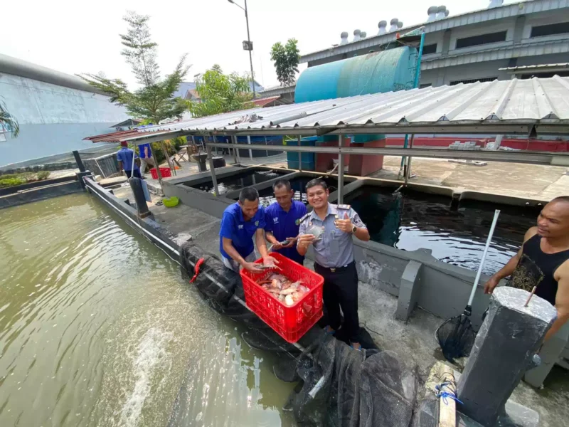 Keterangan foto : Lapas Kelas IIA Cikarang Panen Ikan Nila Hasil Budidaya Narapidana, (Selasa, 15/8/2023) 