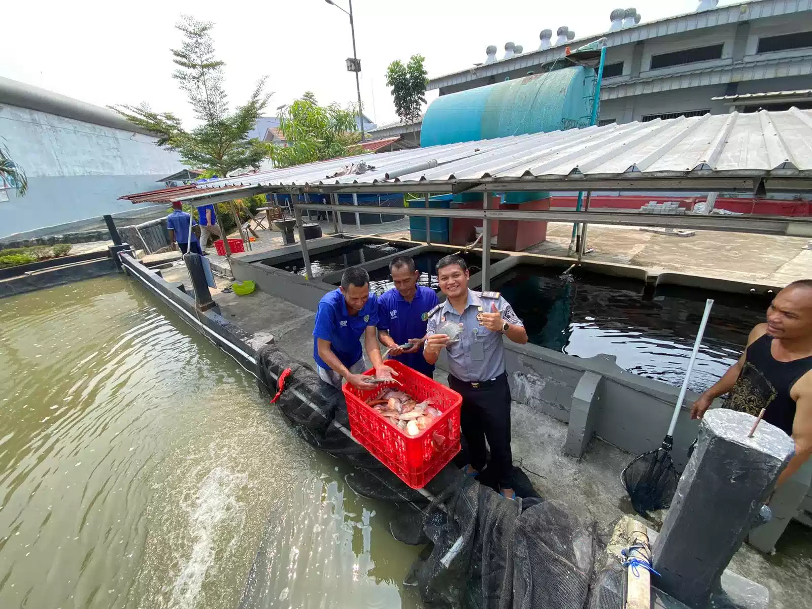 Berhasil, Lapas Cikarang Panen Ikan Nila Hasil Budidaya Narapidana I Teras Media