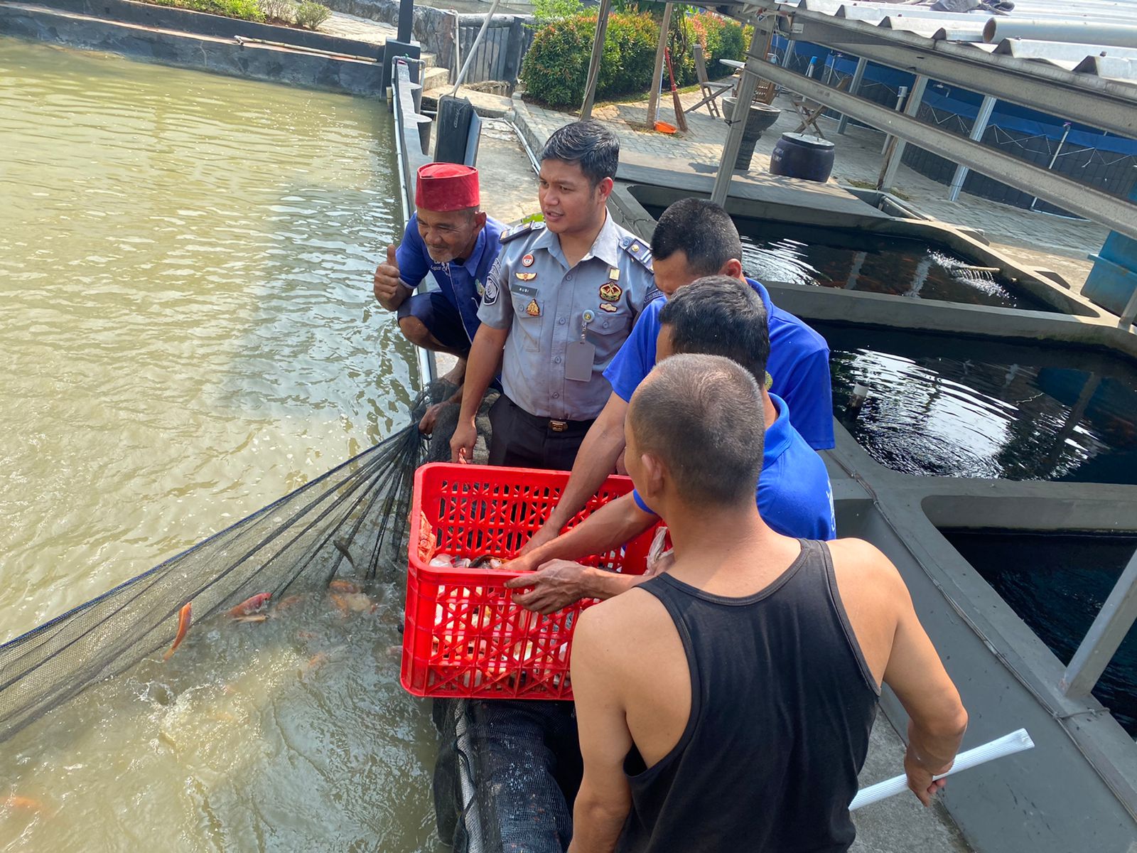 Berhasil, Lapas Cikarang Panen Ikan Nila Hasil Budidaya Narapidana I Teras Media