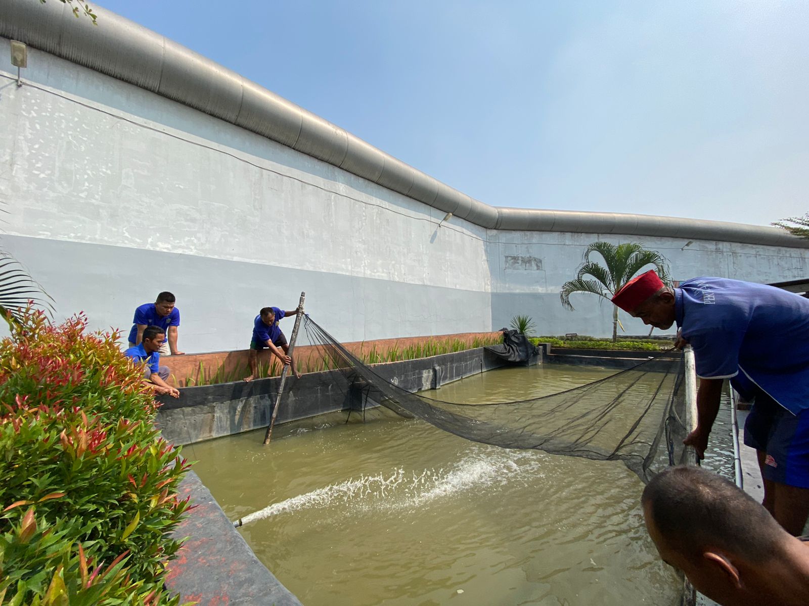 Berhasil, Lapas Cikarang Panen Ikan Nila Hasil Budidaya Narapidana I Teras Media