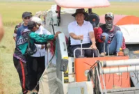 Keterangan foto; Penjabat (Pj) Gubernur Banten Al Muktabar melakukan gerakan panen raya padi Kelompok Tani, Minggu (17/09/2023).