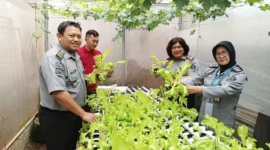 Keterangan foto : Klien Pemasyarakatan Bapas Bogor panen hidroponik, (Selasa, 19/9/2023) 