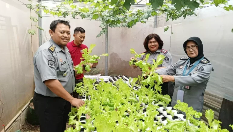 Bapas bogor Klien Balai Pemasyarakatan Kelas II Bogor Sukses Panen dan Kembangkan Budidaya Hidroponik I Teras Media