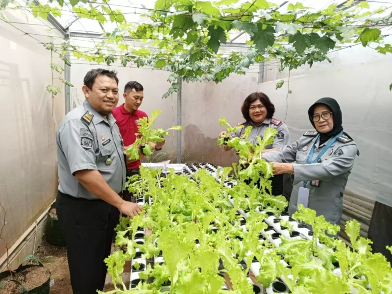 Keterangan foto : Klien Pemasyarakatan Bapas Bogor panen hidroponik, (Selasa, 19/9/2023) 