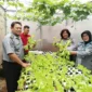 Keterangan foto : Klien Pemasyarakatan Bapas Bogor panen hidroponik, (Selasa, 19/9/2023) 