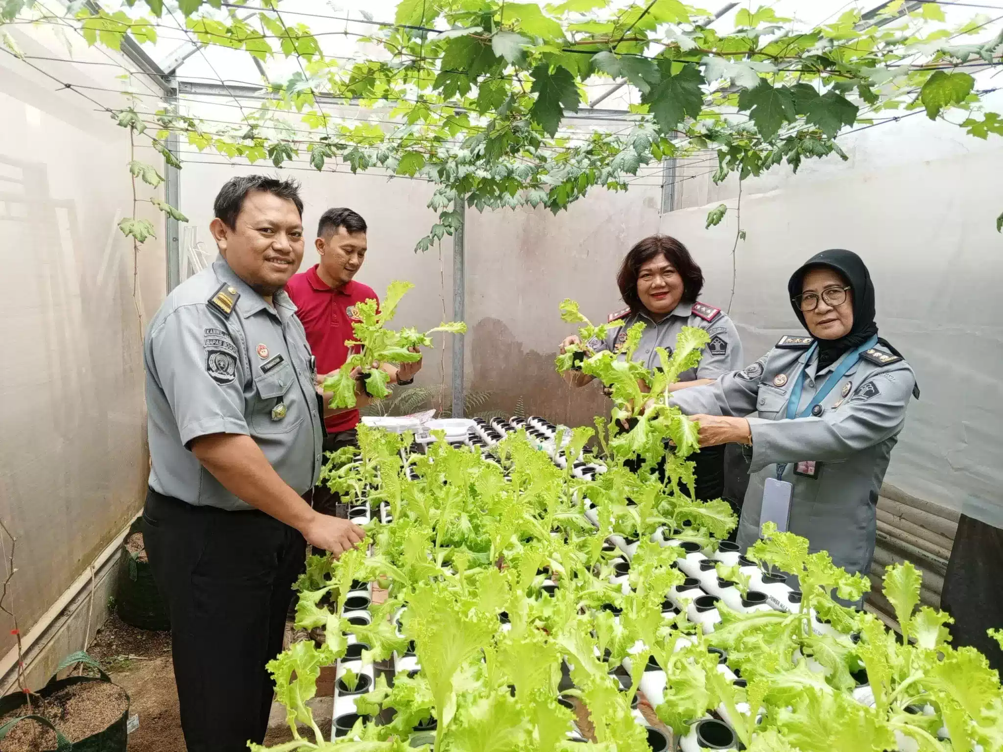 Klien Balai Pemasyarakatan Kelas II Bogor Sukses Panen dan Kembangkan Budidaya Hidroponik I Teras Media