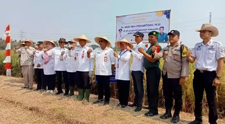 Panen Raya Padi di Sukadiri, PJ Bupati Andi Ony: Meningkatkan Ketahanan Pangan Nasional I Teras Media