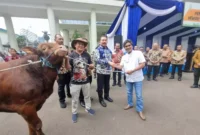 Jaksa Agung Burhanuddin menyerahkan sapi hewan qurban kepada Ketua Forwaka Zamzam Siregar (kemeja putih)