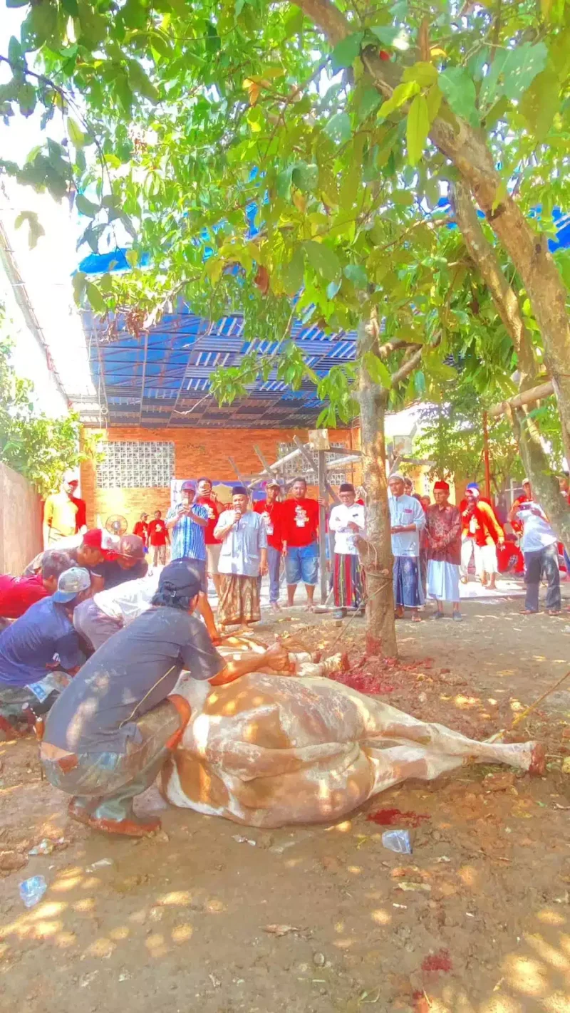 Keterangan foto : Ketua DPRD Kabupaten Tangerang Kholid Ismail kurban sebanyak 23 ekor sapi di Hari Raya Idul Adha pada tahun 2024 ini.