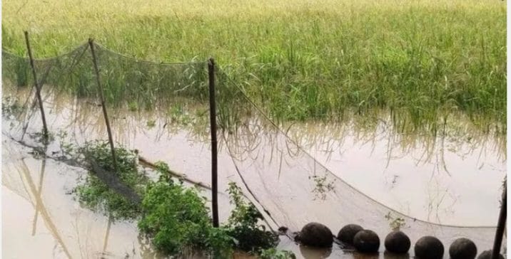 Keterangan foto : Sawah milik petani di Lebak terancam gagal panen akibat Tol Serang - Panimbang, Jumat (14/2/2025) 