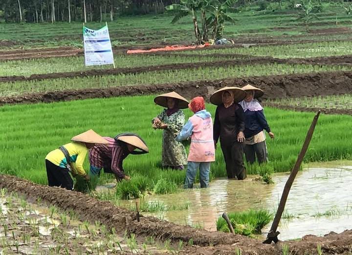Keterangan foto : Para petani yang sedang menanam padi, Minggu (23/8/2025)