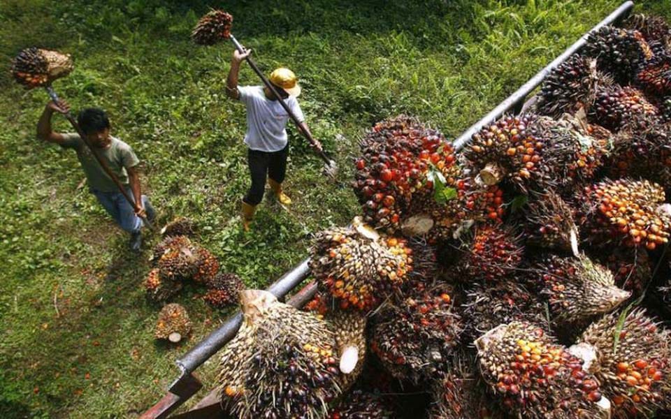 Foto: Buruh Perkebunan Sawit.