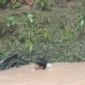 Keterangan foto: insiden Jembatan gantung di Kecamatan Wanasalam, Kabupaten Lebak, ambruk, mengakibatkan pelajar terjatuh ke sungai.