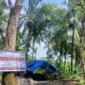 Salahsatu Lokasi Tambang Batubara yang ada di Kawasan Perhutani, Kecamatan Cihara, Kabupaten Lebak (Foto-red)