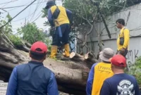 Keterangan foto: Petugas BPBD Kabupaten Tangerang mengevakuasi pohon tumbang yang menutup Jalan Raya Dadap–Kosambi, Sabtu (7/2/2026)./ardi