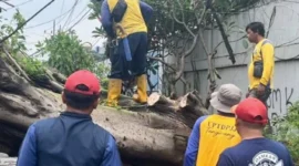Keterangan foto: Petugas BPBD Kabupaten Tangerang mengevakuasi pohon tumbang yang menutup Jalan Raya Dadap–Kosambi, Sabtu (7/2/2026)./ardi
