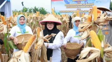 Wabup Intan Hadiri Penen Jagung Serentak Kuartal II Polres Metro Tangsel