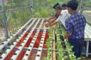Keterangan poto : Kepala Sekolah SMPN 3 Leuwidamat saat memberikan matera kepada peserta didiknya dalam budidaya palcoy Hidroponik