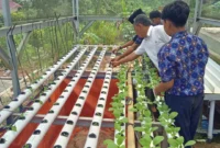 Keterangan poto : Kepala Sekolah SMPN 3 Leuwidamat saat memberikan matera kepada peserta didiknya dalam budidaya palcoy Hidroponik