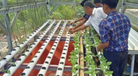 Keterangan poto : Kepala Sekolah SMPN 3 Leuwidamat saat memberikan matera kepada peserta didiknya dalam budidaya palcoy Hidroponik