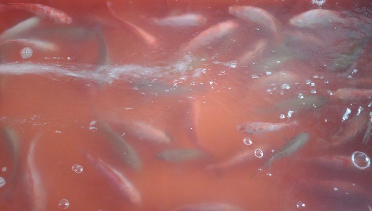 Agen Ikan Tawar Mukti Sultan: Siap Jual Ikan Segar Untuk Masyarakat Kabupaten Lebak 3 Agen Ikan Tawar Mukti Sultan: Siap Jual Ikan Segar Untuk Masyarakat Kabupaten Lebak I Teras Media