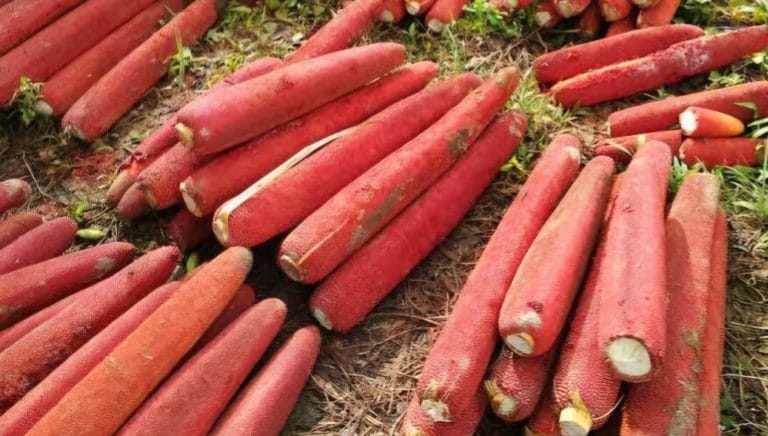 Gerak 08 Papua Tengah Dukung Program Ketahanan Pangan Lewat Hasil Pertanian Melimpah I Teras Media